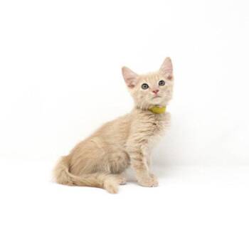 Yellow Ledbetter -  Domestic Short Hair Cat for Adoption in Florence, Arizona - Yellow Ledbetter | PetCurious