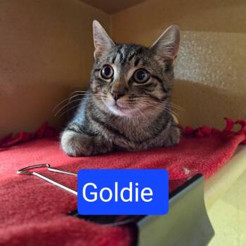 Goldie -  Domestic Short Hair Cat for Adoption in Buffalo, New York - Goldie | PetCurious