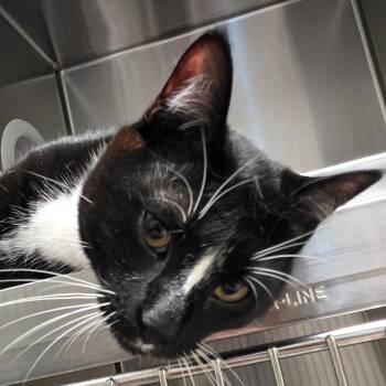 Frank -  Domestic Short Hair Cat for Adoption in Kennebunk, Maine - Frank | PetCurious