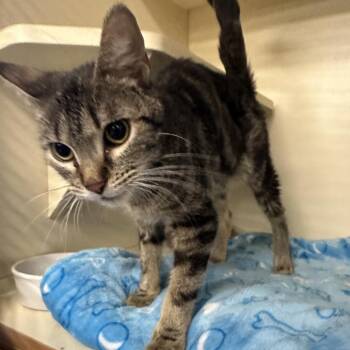 Domestic Short Hair Cats Available for Adoption - Athena | PetCurious