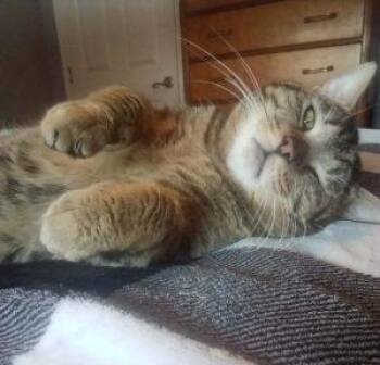 Domestic Medium Hair Cats Available for Adoption in Anchorage, Alaska - Skyline | PetCurious