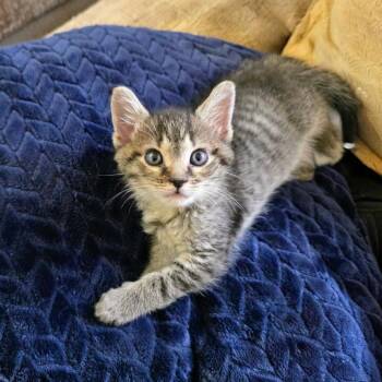 Otto -  Domestic Short Hair Cat for Adoption in Roswell, Georgia - Otto | PetCurious