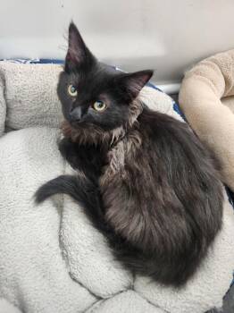 Domestic Long Hair Cats Available for Adoption - Puff | PetCurious
