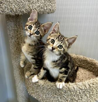 Daisey -  Domestic Short Hair Cat for Adoption in West Palm Beach, Florida - Daisey | PetCurious