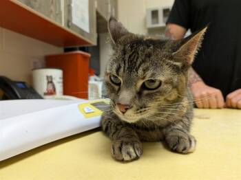 Rescue Domestic Short Hair Cats for Adoption in Colorado Springs, Colorado - MEOWLY | PetCurious