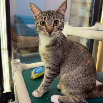 Rescue Domestic Short Hair Cats for Adoption in Victoria, British Columbia - Rhonda | PetCurious