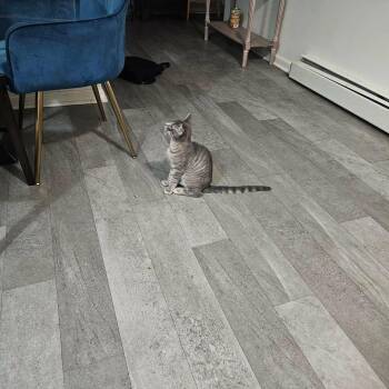 KETCHUP (in New Jersey) bonded with Mayo -  Abyssinian Cat for Adoption in New York, New York - KETCHUP (in New Jersey) Bonded With Mayo | PetCurious