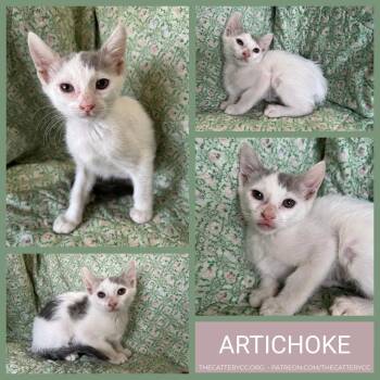 Artichoke -  Domestic Short Hair Cat for Adoption in Corpus Christi, Texas - Artichoke | PetCurious