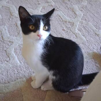 Daisy -  Domestic Short Hair Cat for Adoption in Antioch, California - Daisy | PetCurious