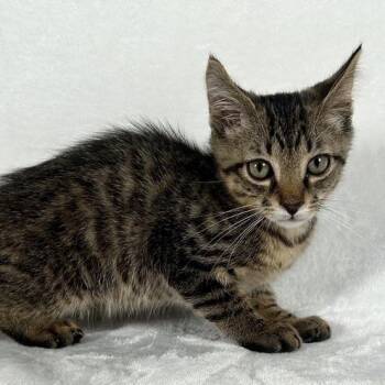 Sherman -  Domestic Short Hair Cat for Adoption in Johnson City, Tennessee - Sherman | PetCurious