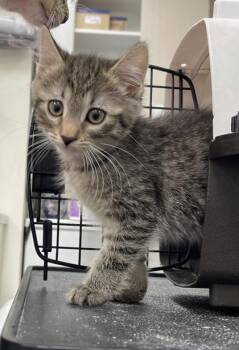 Asura -  Domestic Medium Hair and Domestic Short Hair Cat Available for Adoption in Westland, Michigan - Asura | PetCurious