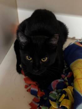 Working Cat: Golden Tempo -  Domestic Short Hair Cat for Adoption in Bloomington, Indiana - Working Cat: Golden Tempo | PetCurious