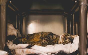 Domestic Short Hair Cats Available for Adoption in Lincoln, California - Billi Green | PetCurious
