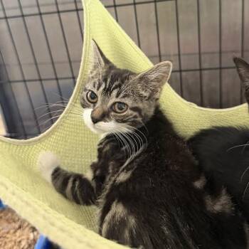 Kelly -  Domestic Short Hair Cat for Adoption in Wappingers Falls, New York - Kelly | PetCurious