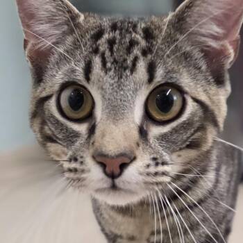 Slink -  Domestic Short Hair Cat for Adoption in Pittsford, Vermont - Slink | PetCurious