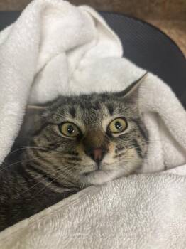 Domestic Short Hair Cats Available for Adoption - NATIYRI | PetCurious