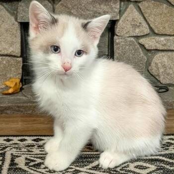 Rescue Snowshoe Cats for Adoption in Owatonna, Minnesota - Finn | PetCurious