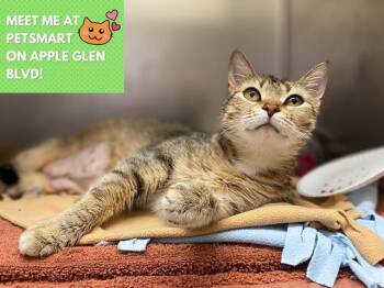 Domestic Short Hair Cats Available for Adoption in Fort Wayne, Indiana - STELLA ROSE | PetCurious