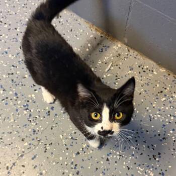 TUSC-Stray-85634 -  Domestic Short Hair Cat for Adoption in Tuscaloosa, Alabama - TUSC-Stray-85634 | PetCurious