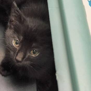 Ecru -  Domestic Short Hair Cat for Adoption in Lynchburg, Virginia - Ecru | PetCurious