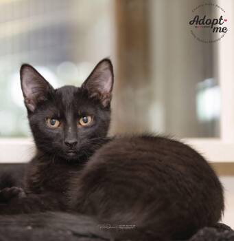 Rescue Domestic Short Hair Cats for Adoption in Ballwin, Missouri - Wednesday | PetCurious
