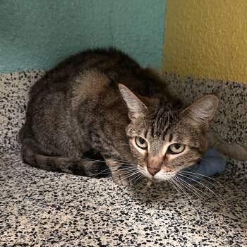Mrs Hedy Lamarr -  Domestic Short Hair Cat for Adoption in Fresno, California - Mrs Hedy Lamarr | PetCurious
