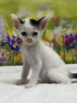 Chiapas -  Domestic Short Hair Cat for Adoption in San Antonio, Texas - Chiapas | PetCurious