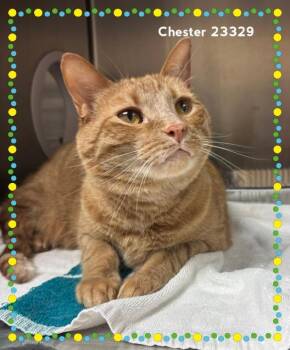 CHESTER -  Domestic Medium Hair Cat for Adoption in Marietta, Georgia - CHESTER | PetCurious