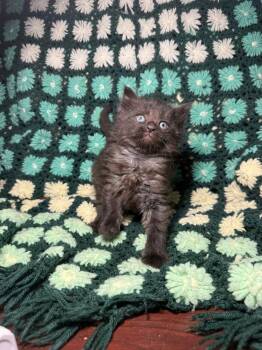 Gooseberry -  Domestic Medium Hair Cat for Adoption in Evansville, Indiana - Gooseberry | PetCurious