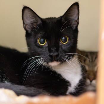 Wally (Bonded w/ Beaver) -  Domestic Short Hair Cat for Adoption - Wally (Bonded W/ Beaver) | PetCurious