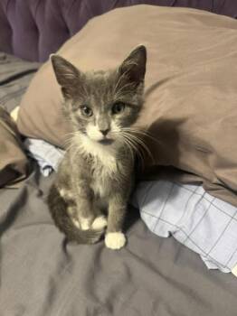 Fleur -  Domestic Short Hair Cat for Adoption in Newport, Kentucky - Fleur | PetCurious