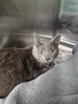 Domestic Short Hair Cats Available for Adoption - AQUA | PetCurious