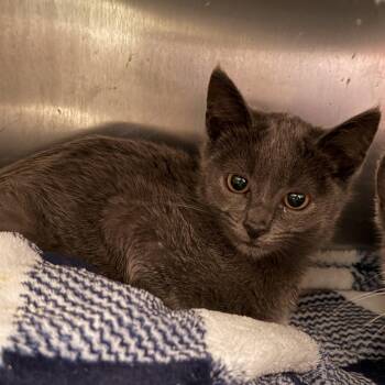Odo (bonded w/ Kira) -  Domestic Short Hair Cat for Adoption in Oakland, California - Odo (bonded W/ Kira) | PetCurious