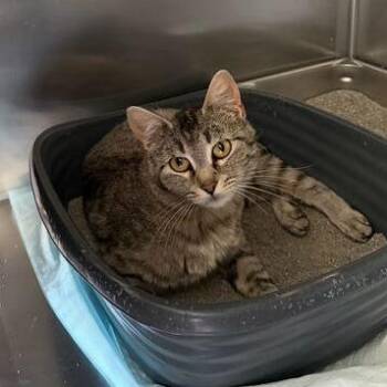 Big Mama -  Domestic Short Hair Cat for Adoption in Driggs, Idaho - Big Mama | PetCurious
