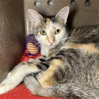 Nana -  Domestic Short Hair Cat for Adoption in Los Angeles, California - Nana | PetCurious