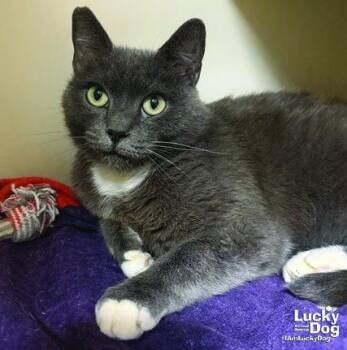 Edea -  Domestic Short Hair Cat for Adoption in Washington, District Of Columbia - Edea | PetCurious