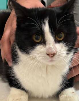 Domestic Short Hair Cats Available for Adoption - GLITZ | PetCurious