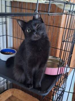 Indira -  Domestic Short Hair Cat for Adoption in Adrian, Michigan - Indira | PetCurious
