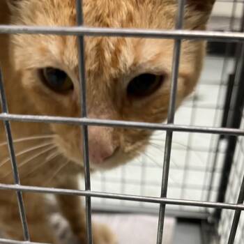 Limburger -  Domestic Short Hair Cat for Adoption in Philadelphia, Pennsylvania - Limburger | PetCurious