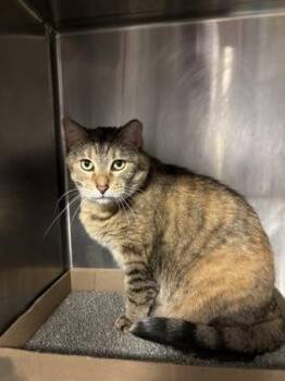 Tippy -  Domestic Short Hair Cat for Adoption in Lafayette, Indiana - Tippy | PetCurious