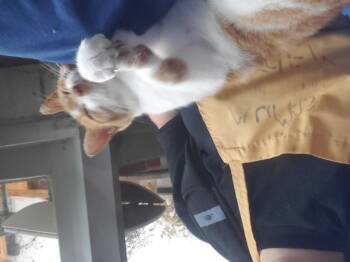 Rescue Domestic Short Hair Cats for Adoption in Waterloo, Ontario - Pippi | PetCurious