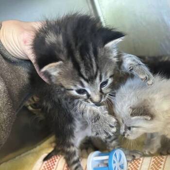 Eagle -  Domestic Short Hair Cat for Adoption in Asheville, North Carolina - Eagle | PetCurious