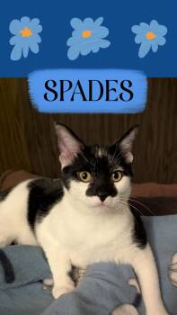 SPADES -  Domestic Short Hair Cat for Adoption in Oregon, Wisconsin - SPADES | PetCurious