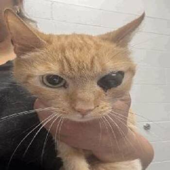 Meowbuscus -  Domestic Short Hair Cat for Adoption in Indianapolis, Indiana - Meowbuscus | PetCurious