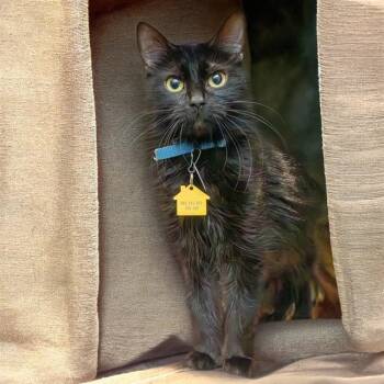 Domestic Medium Hair Cats Available for Adoption in St. Louis, Missouri - COOKIE | PetCurious