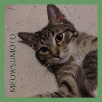 MEOWSUMOTO -  Tabby Cat for Adoption in Lawton, Oklahoma - MEOWSUMOTO | PetCurious