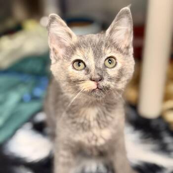 Vidia -  Domestic Short Hair Cat for Adoption in Stafford Township, New Jersey - Vidia | PetCurious
