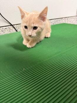 Jack Jack -  Domestic Short Hair Cat for Adoption in Clarksville, Tennessee - Jack Jack | PetCurious