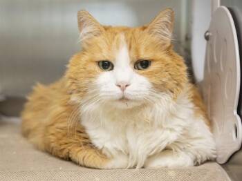 Domestic Medium Hair Cats Available for Adoption in Phoenix, Arizona - DOLLY | PetCurious