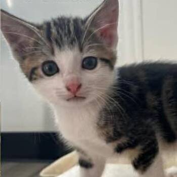 Cozmo -  Domestic Short Hair Cat for Adoption in Calgary, Alberta - Cozmo | PetCurious